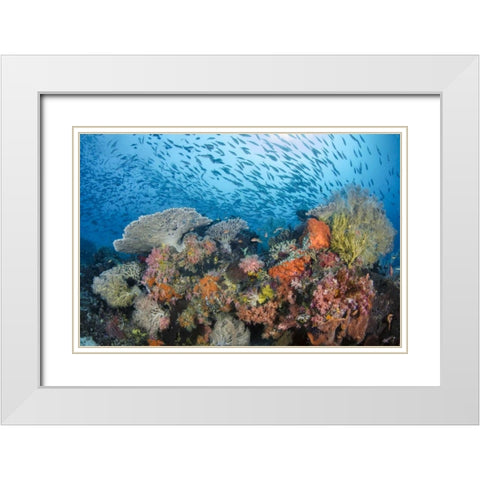 Indonesia, Papua, Raja Ampat Fish around coral White Modern Wood Framed Art Print with Double Matting by Shimlock, Jones