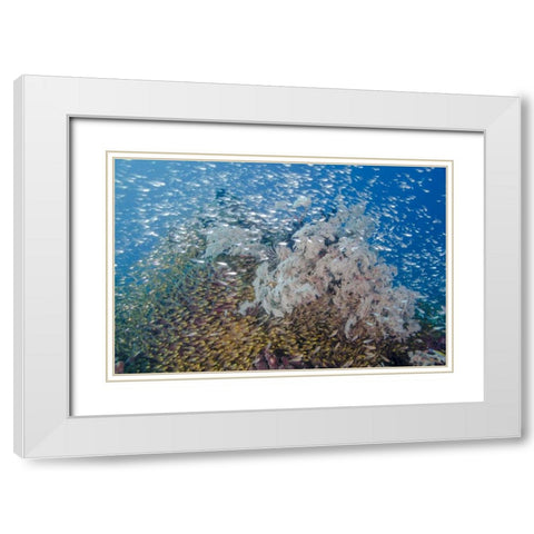 Indonesia, Komodo NP Fish schooling over a reef White Modern Wood Framed Art Print with Double Matting by Shimlock, Jones