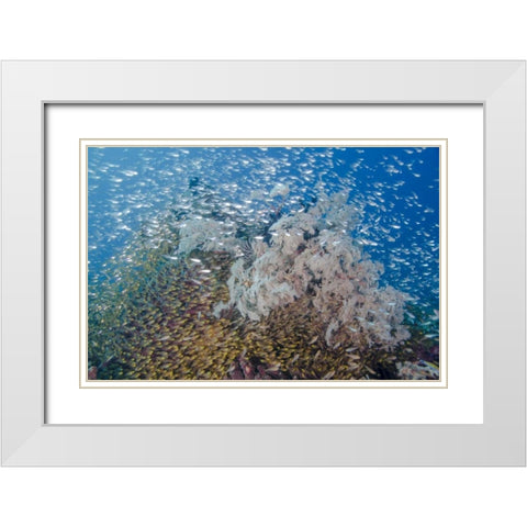 Indonesia, Komodo NP Fish schooling over a reef White Modern Wood Framed Art Print with Double Matting by Shimlock, Jones