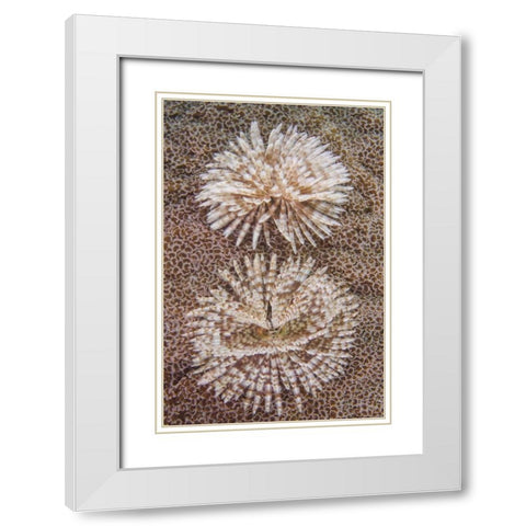 Indonesia, Komodo NP Close-up of tube worms White Modern Wood Framed Art Print with Double Matting by Shimlock, Jones