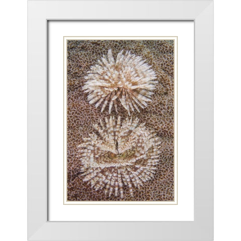 Indonesia, Komodo NP Close-up of tube worms White Modern Wood Framed Art Print with Double Matting by Shimlock, Jones