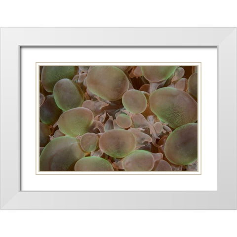 Indonesia, Komodo NP Close-up of hard coral White Modern Wood Framed Art Print with Double Matting by Shimlock, Jones