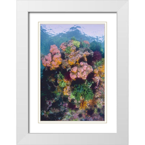 Indonesia, Komodo NP Close-up of coral reef White Modern Wood Framed Art Print with Double Matting by Shimlock, Jones