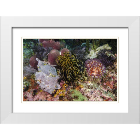 Indonesia, Komodo NP White frogfish on coral White Modern Wood Framed Art Print with Double Matting by Shimlock, Jones