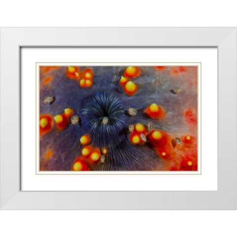 Indonesia, Komodo NP Ostracods on sea cucumber White Modern Wood Framed Art Print with Double Matting by Shimlock, Jones
