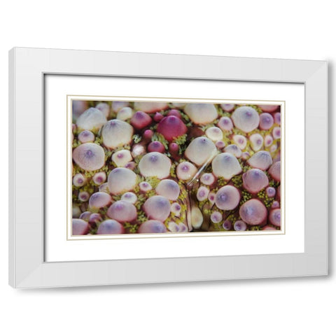 Indonesia, Lembeh Strait Shrimp over sea star White Modern Wood Framed Art Print with Double Matting by Shimlock, Jones