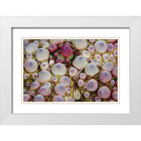 Indonesia, Lembeh Strait Shrimp over sea star White Modern Wood Framed Art Print with Double Matting by Shimlock, Jones