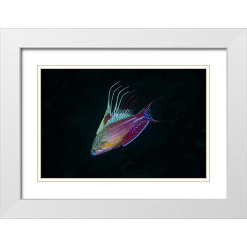 Indonesia, Sulawesi, Lembeh Strait Wrasse fish White Modern Wood Framed Art Print with Double Matting by Shimlock, Jones