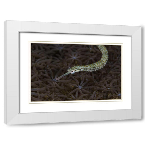 Indonesia, Sulawesi, Pipefish swimming over coral White Modern Wood Framed Art Print with Double Matting by Shimlock, Jones