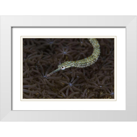 Indonesia, Sulawesi, Pipefish swimming over coral White Modern Wood Framed Art Print with Double Matting by Shimlock, Jones