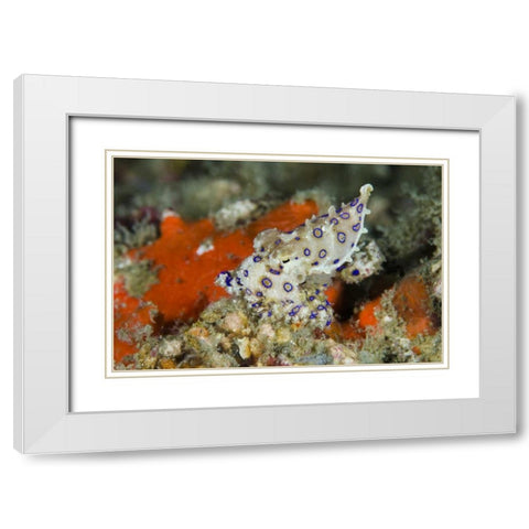 Indonesia, Papua, Raja Ampat Blue-ringed octopus White Modern Wood Framed Art Print with Double Matting by Shimlock, Jones