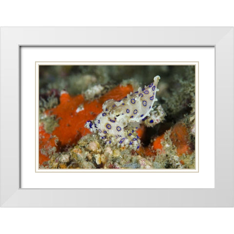 Indonesia, Papua, Raja Ampat Blue-ringed octopus White Modern Wood Framed Art Print with Double Matting by Shimlock, Jones