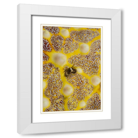 Indonesia, Lembeh Strait Crab on sea star White Modern Wood Framed Art Print with Double Matting by Shimlock, Jones
