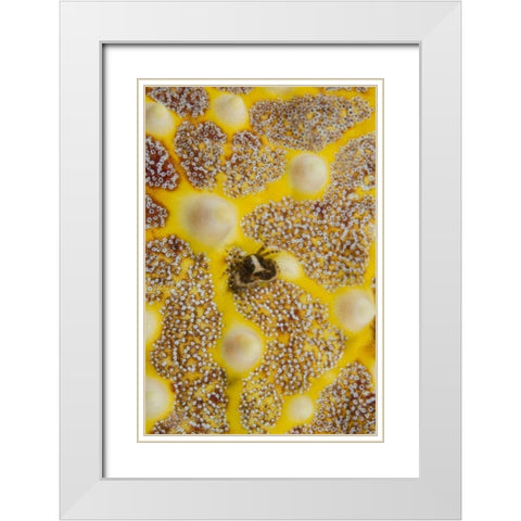 Indonesia, Lembeh Strait Crab on sea star White Modern Wood Framed Art Print with Double Matting by Shimlock, Jones