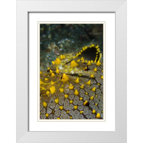 Indonesia, Lembeh Strait Pipefish on sea star White Modern Wood Framed Art Print with Double Matting by Shimlock, Jones