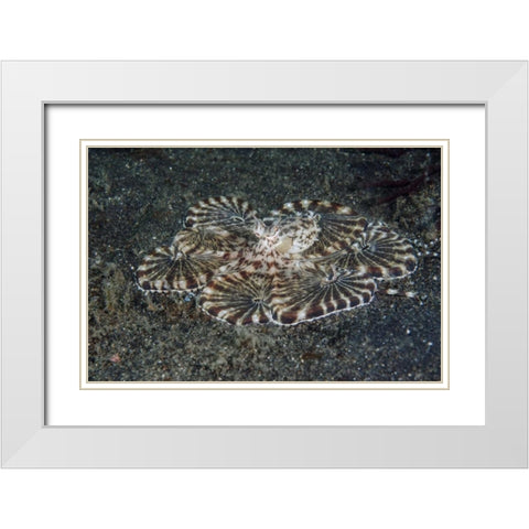Indonesia, Lembeh Strait Close-up of octopus White Modern Wood Framed Art Print with Double Matting by Shimlock, Jones