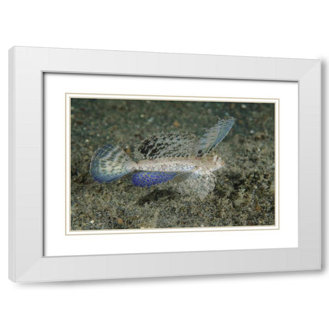 Indonesia, Lembeh Strait Dragonet fish White Modern Wood Framed Art Print with Double Matting by Shimlock, Jones