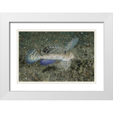 Indonesia, Lembeh Strait Dragonet fish White Modern Wood Framed Art Print with Double Matting by Shimlock, Jones