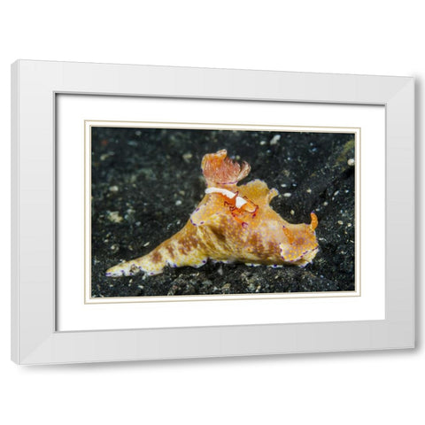 Indonesia, Lembeh Strait Shrimp on nudibranch White Modern Wood Framed Art Print with Double Matting by Shimlock, Jones