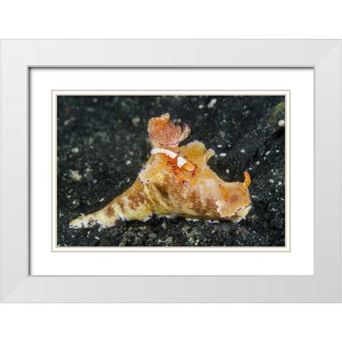 Indonesia, Lembeh Strait Shrimp on nudibranch White Modern Wood Framed Art Print with Double Matting by Shimlock, Jones