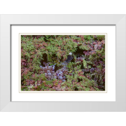 Indonesia, Lembeh Strait Shrimp on anemone White Modern Wood Framed Art Print with Double Matting by Shimlock, Jones