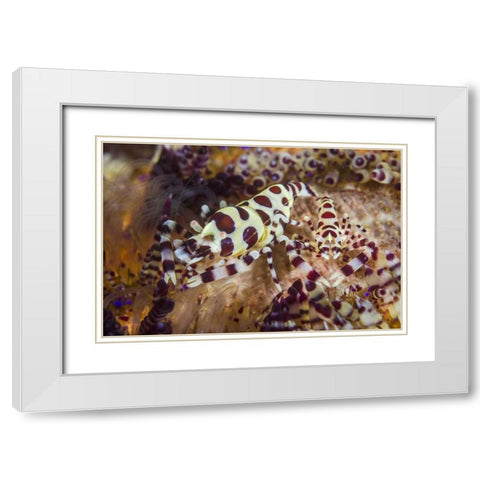 Indonesia, Lembeh Strait Shrimp and sea urchin White Modern Wood Framed Art Print with Double Matting by Shimlock, Jones