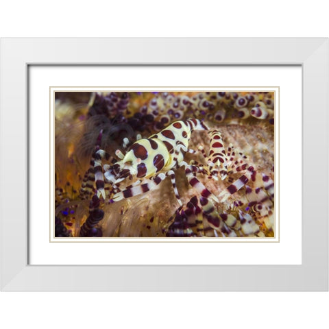 Indonesia, Lembeh Strait Shrimp and sea urchin White Modern Wood Framed Art Print with Double Matting by Shimlock, Jones