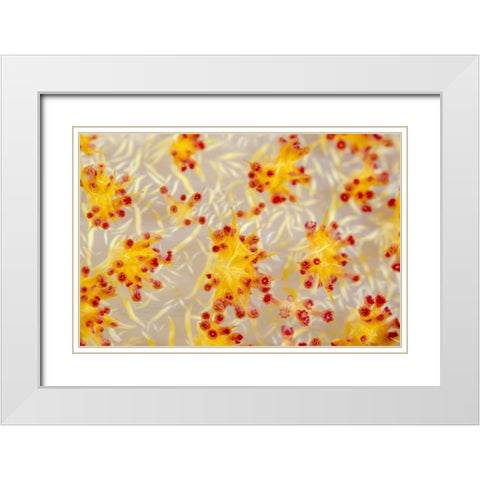 Indonesia, Papua, Cenderawasih Bay soft coral White Modern Wood Framed Art Print with Double Matting by Shimlock, Jones