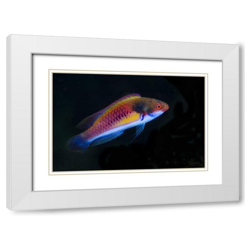 Indonesia, Papua, Cenderawasih Bay Wrasse fish White Modern Wood Framed Art Print with Double Matting by Shimlock, Jones