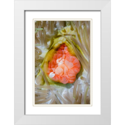 Indonesia, Papua, Cenderawasih Bay Anemone White Modern Wood Framed Art Print with Double Matting by Shimlock, Jones