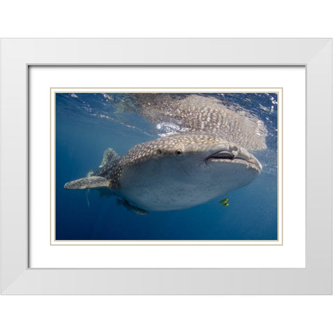 Indonesia, Papua, Cenderawasih Bay Whale shark White Modern Wood Framed Art Print with Double Matting by Shimlock, Jones