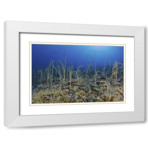 Indonesia, Papua, Cenderawasih Bay Soft coral White Modern Wood Framed Art Print with Double Matting by Shimlock, Jones