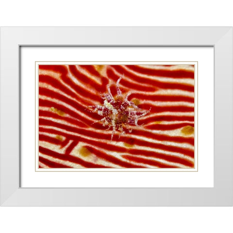 Indonesia, Papua Anemone on sea cucumber White Modern Wood Framed Art Print with Double Matting by Shimlock, Jones
