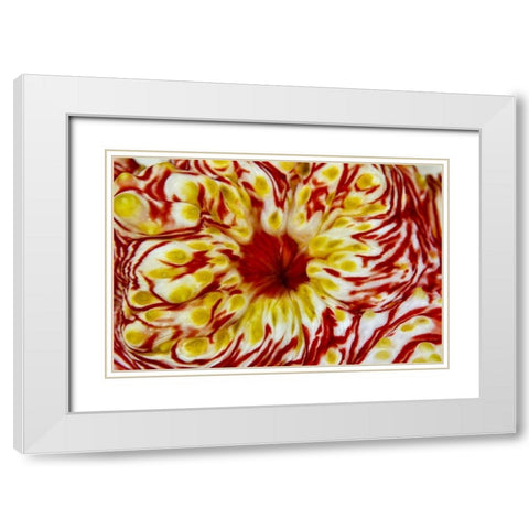 Indonesia, Papua, Cenderawasih Bay Sea cucumber White Modern Wood Framed Art Print with Double Matting by Shimlock, Jones