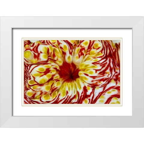 Indonesia, Papua, Cenderawasih Bay Sea cucumber White Modern Wood Framed Art Print with Double Matting by Shimlock, Jones