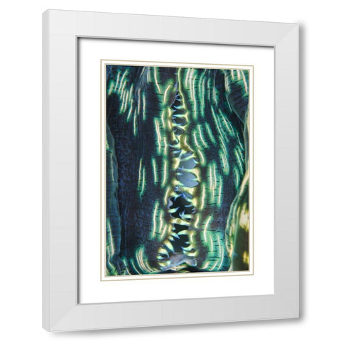 Indonesia, Papua, Cenderawasih Bay Clam shell White Modern Wood Framed Art Print with Double Matting by Shimlock, Jones