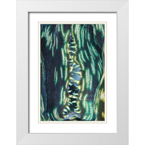 Indonesia, Papua, Cenderawasih Bay Clam shell White Modern Wood Framed Art Print with Double Matting by Shimlock, Jones