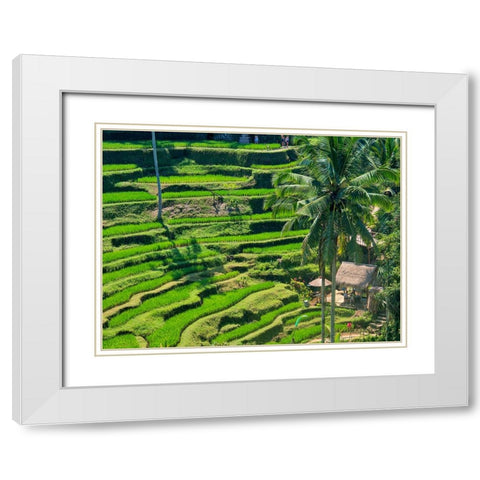 Indonesia-Bali-Ubud-Tegallalang Rice Terraces near Ubud White Modern Wood Framed Art Print with Double Matting by Eggers, Terry