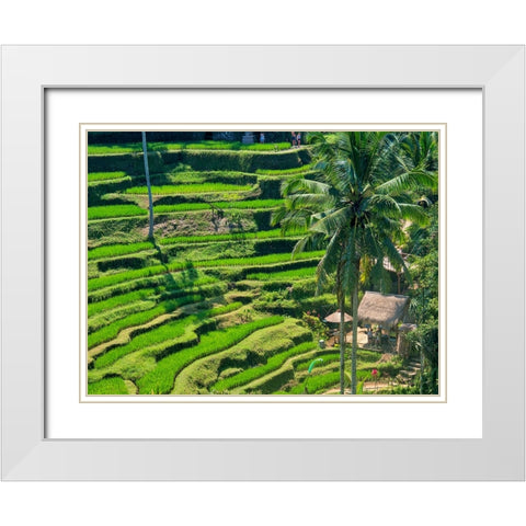 Indonesia-Bali-Ubud-Tegallalang Rice Terraces near Ubud White Modern Wood Framed Art Print with Double Matting by Eggers, Terry