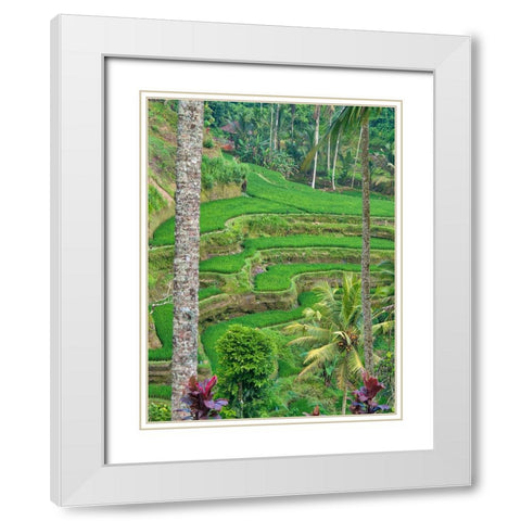Indonesia-Bali-Ubud-Tegallalang Rice Terraces near Ubud White Modern Wood Framed Art Print with Double Matting by Eggers, Terry
