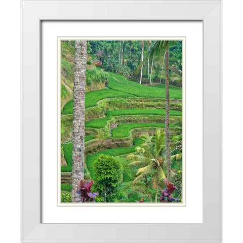 Indonesia-Bali-Ubud-Tegallalang Rice Terraces near Ubud White Modern Wood Framed Art Print with Double Matting by Eggers, Terry