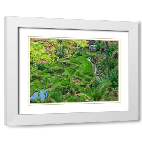 Indonesia-Bali-Ubud-Tegallalang Rice Terraces near Ubud White Modern Wood Framed Art Print with Double Matting by Eggers, Terry