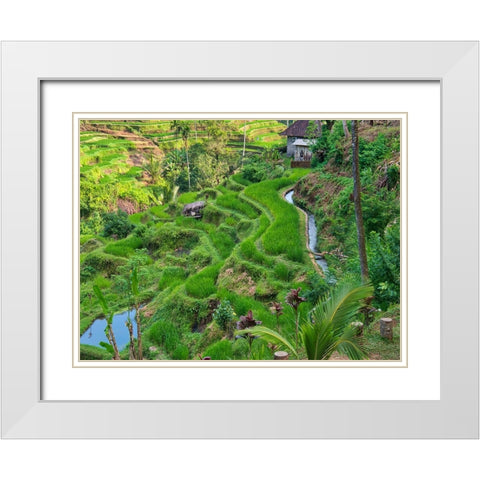 Indonesia-Bali-Ubud-Tegallalang Rice Terraces near Ubud White Modern Wood Framed Art Print with Double Matting by Eggers, Terry