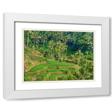Indonesia-Bali-Ubud-Tegallalang Rice Terraces near Ubud White Modern Wood Framed Art Print with Double Matting by Eggers, Terry