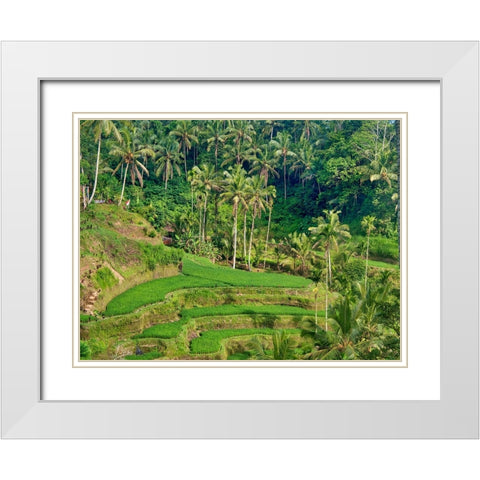 Indonesia-Bali-Ubud-Tegallalang Rice Terraces near Ubud White Modern Wood Framed Art Print with Double Matting by Eggers, Terry