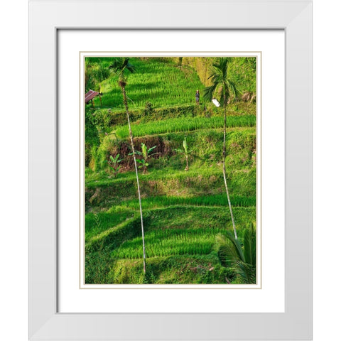 Indonesia-Bali-Ubud-Tegallalang Rice Terraces near Ubud White Modern Wood Framed Art Print with Double Matting by Eggers, Terry