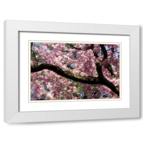 Japan, Tokyo Cherry blossoms in bloom in spring White Modern Wood Framed Art Print with Double Matting by Ross, Nancy ,  Steve