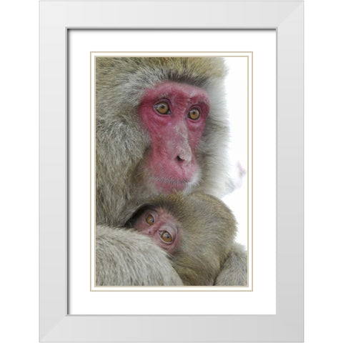 Japan Snow monkey clinging to its mother White Modern Wood Framed Art Print with Double Matting by Anon, Josh