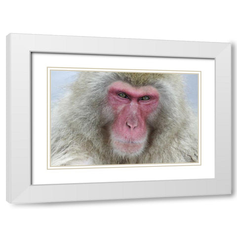 Japan, Jigokudani Monkey Park A snow monkey White Modern Wood Framed Art Print with Double Matting by Anon, Josh