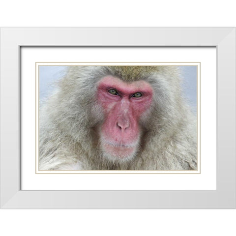 Japan, Jigokudani Monkey Park A snow monkey White Modern Wood Framed Art Print with Double Matting by Anon, Josh